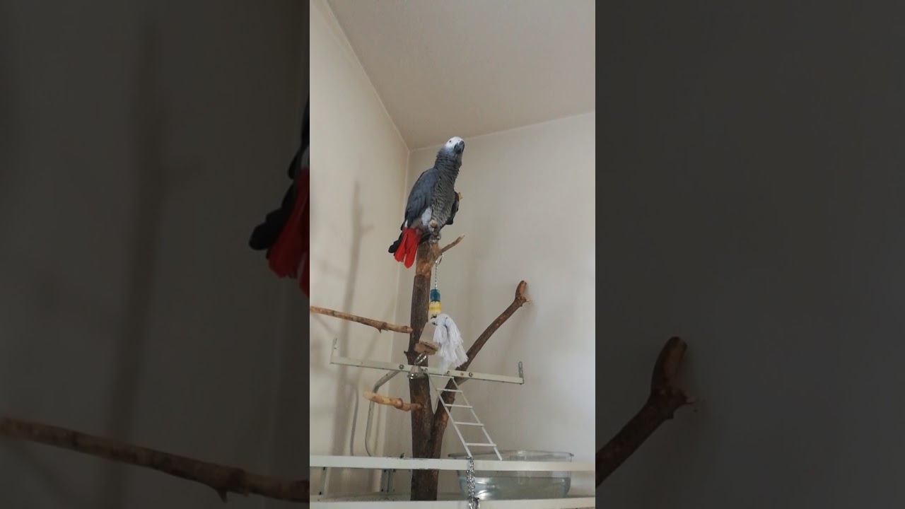 Žako Kongo mluv&iacute;