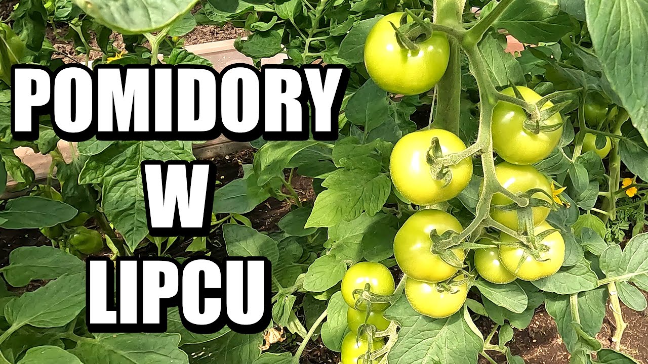Pomidory w lipcu. Dojrzewanie, zawiązywanie owoców, drożdże