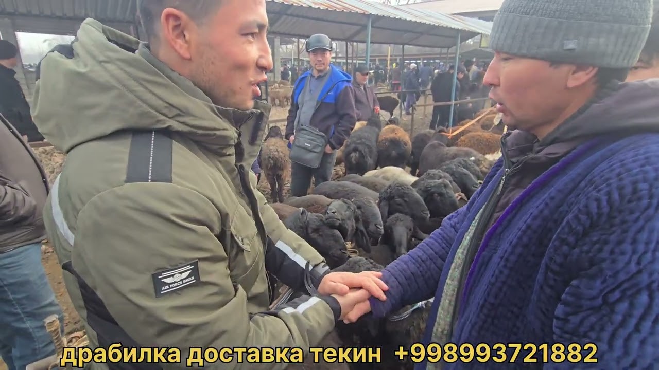 Тошкент вил ОККОРГОН тум чорва бозори койлар катори 07.02.2026