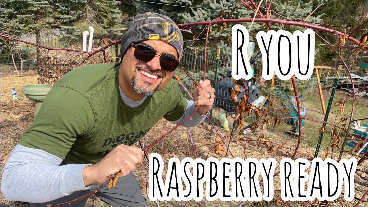 How To Transplant Raspberry Canes