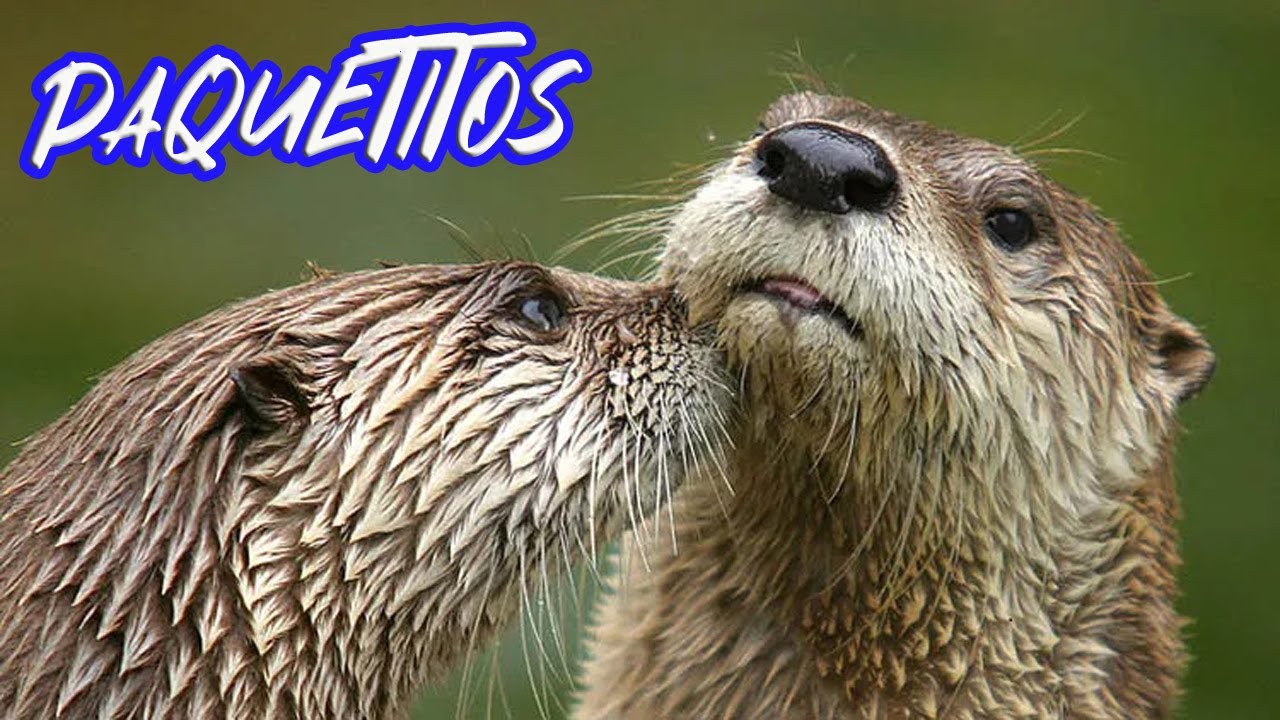 PAQUETITOS OTRO VIDEO