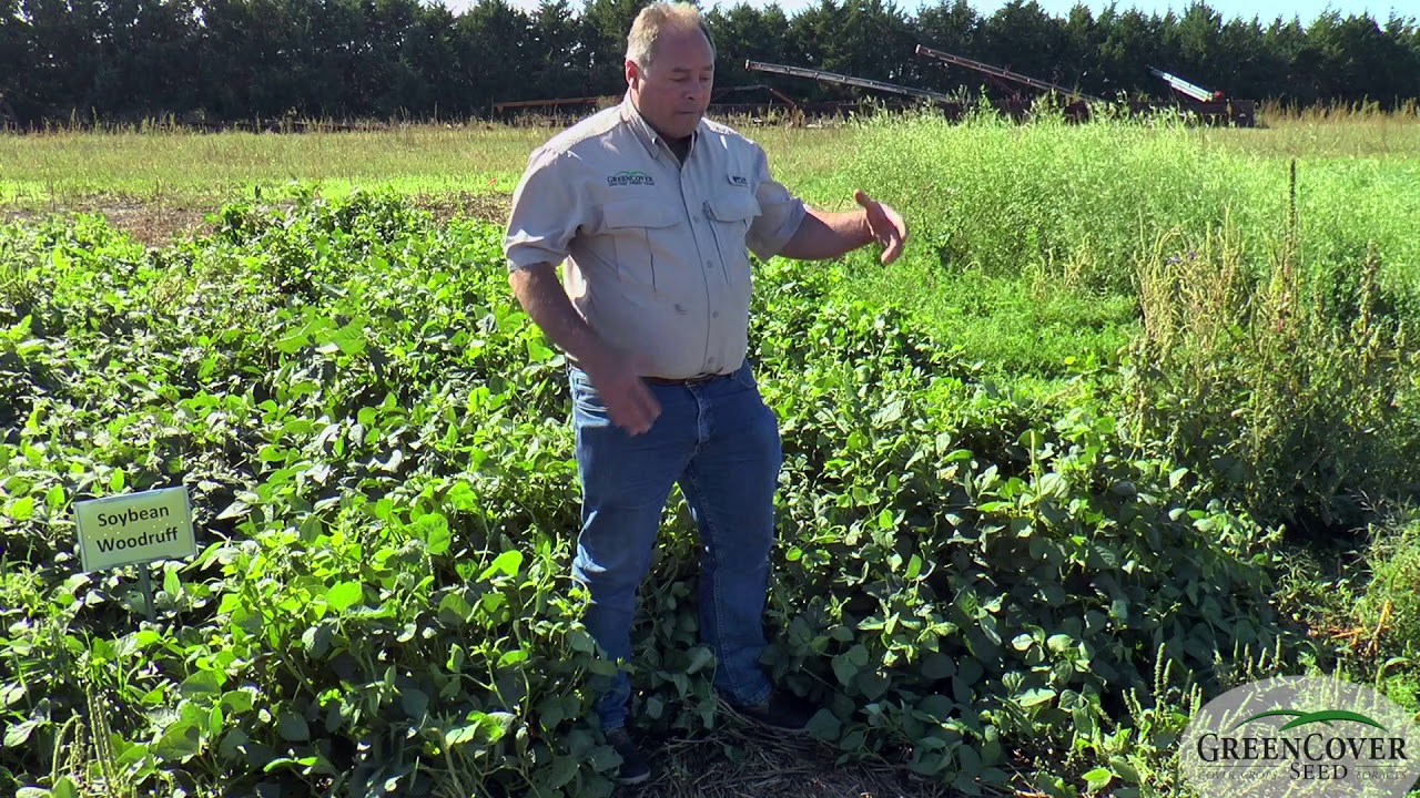Cowpeas - Test Plots 2019