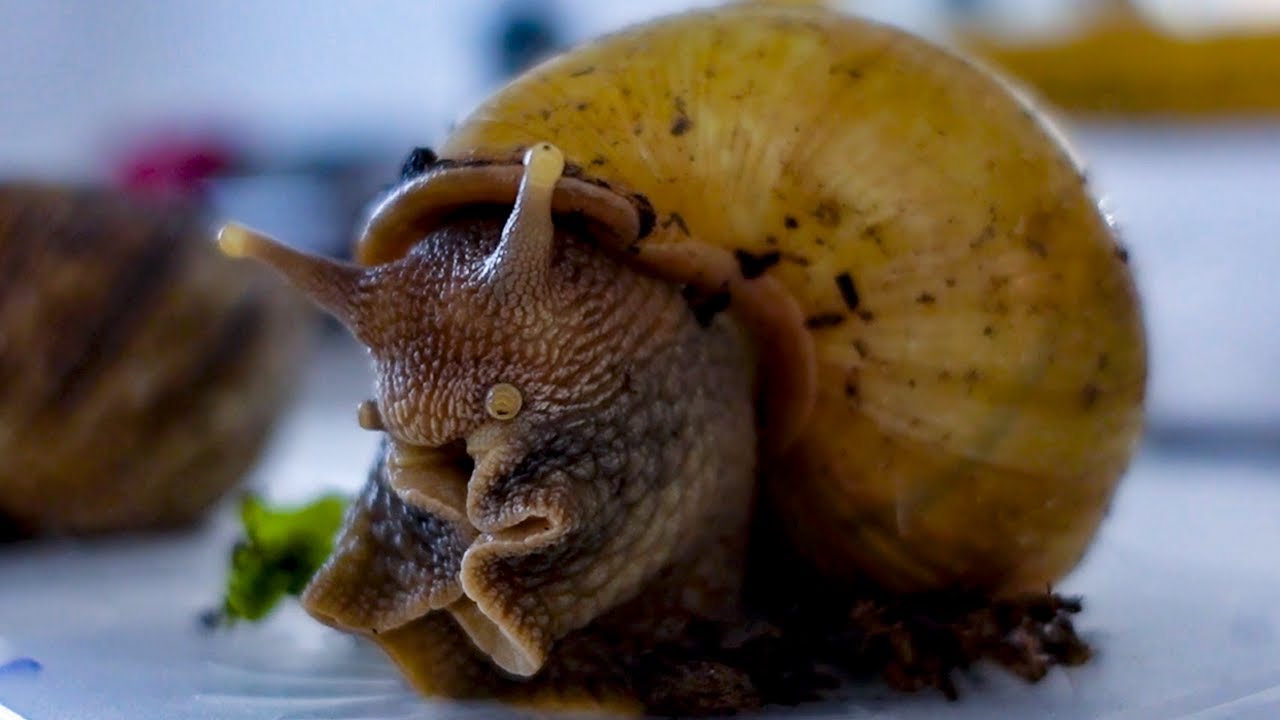 MEUS CARACÓIS GIGANTES