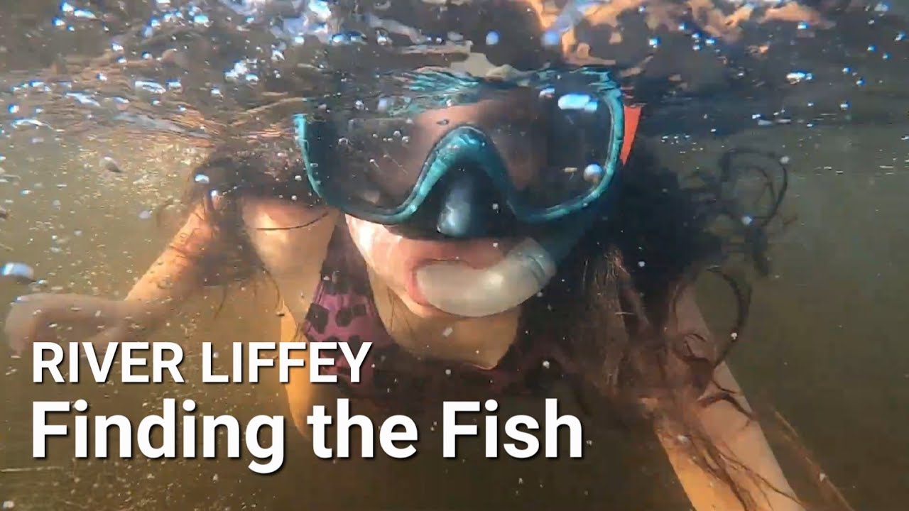 SNORKELING TO FIND FISH! Pike & Trout Fishing in the River Liffey