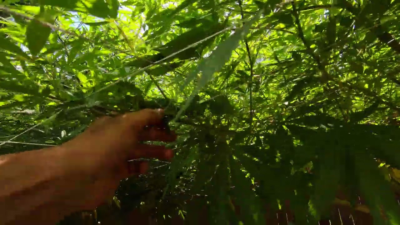 2025 Outdoor Cannabis Garden Tour | Garden Update [#06] - June 20