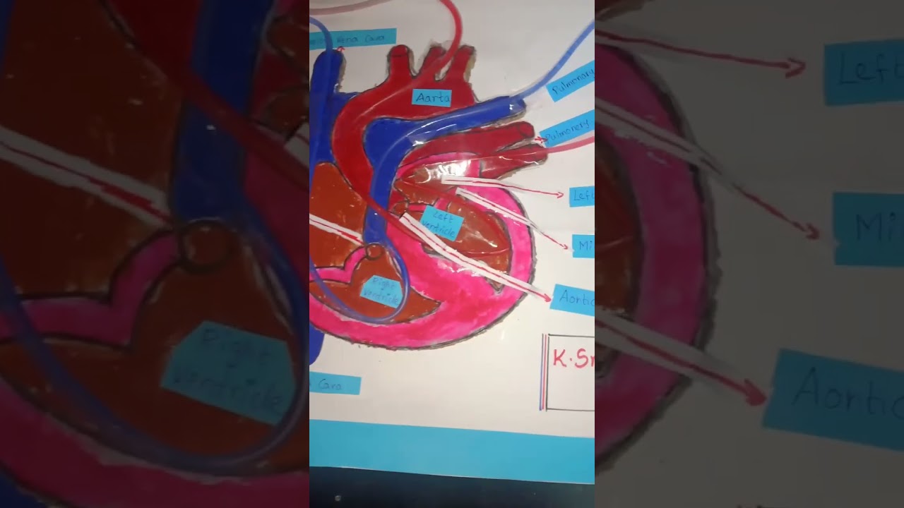 How to make easy heart model project for science exhibition #scienceproject with explanation notes