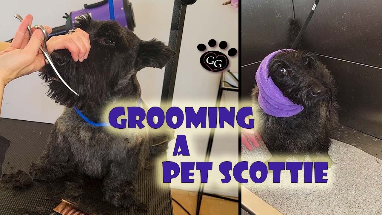 Grooming a Pet Scottie - Grooming a Scottish Terrier Pet Trim - Gina's Grooming