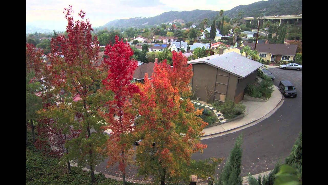 Liquidambar Trees - Time Lapse