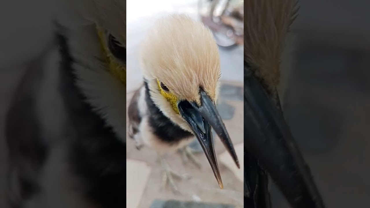 cà phê sáng,,,