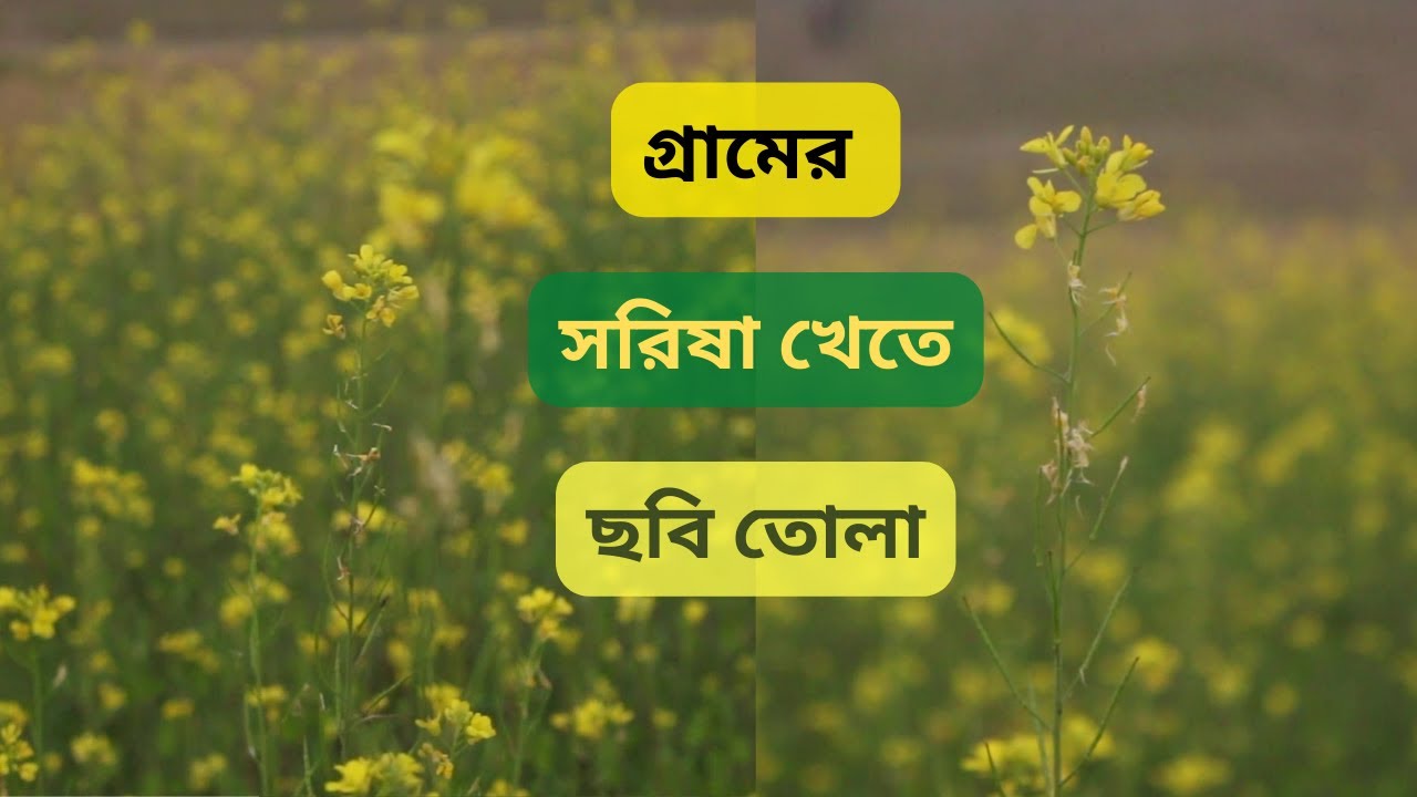 সরিষার খেতে গোড়া ও ছবি তোলা। sorisar khate . natural video .