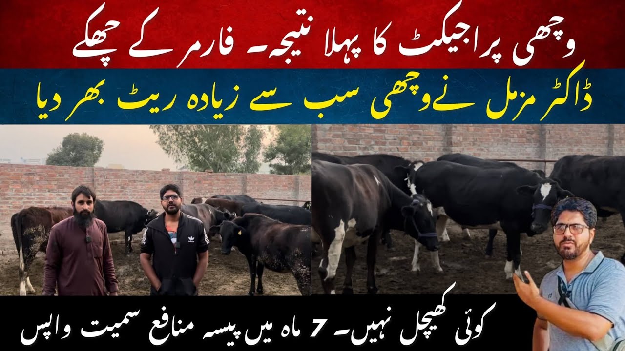First Heifer project success story II Best semen pregnant crossbred heifiers II Dr. MUZZAMMIL 