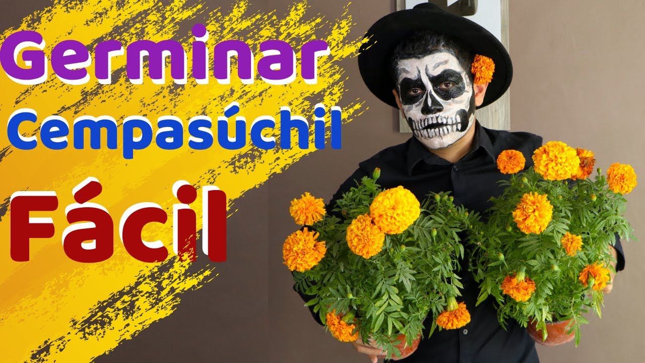 COMO GERMINAR CEMPASÚCHIL Y LOGRAR FLORACION || TAGETES O COPETES