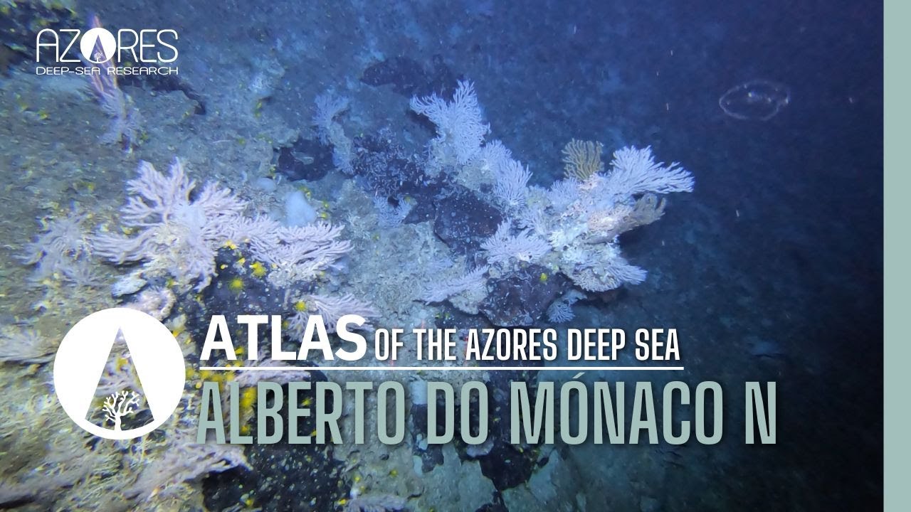 Alberto do Mónaco N  seamount | ATLAS of the Azores deep sea