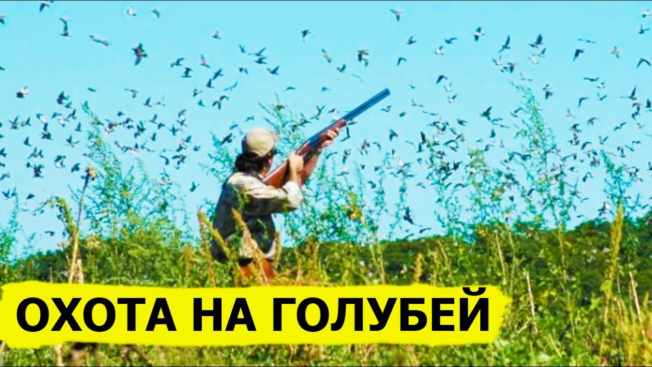 Охота на голубей. Охота (Охотник и рыболов)