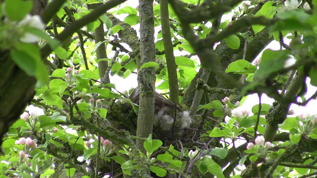 Mistle thrush nest building