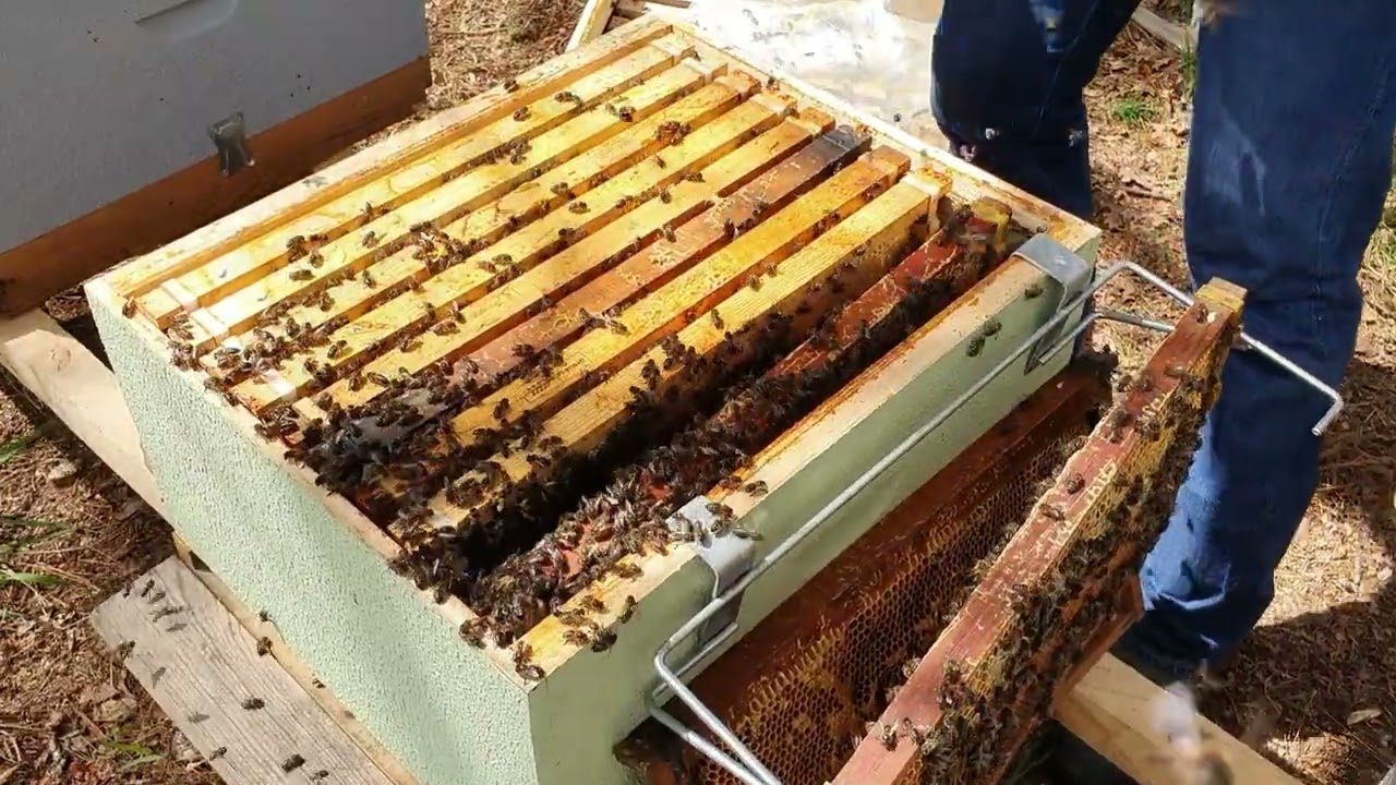 Creación de enjambres con cuadros de dos colmenas en un núcleo doble actuaria