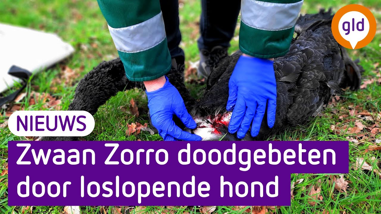 Doodgebeten zwaan Zorro moet museumstuk worden
