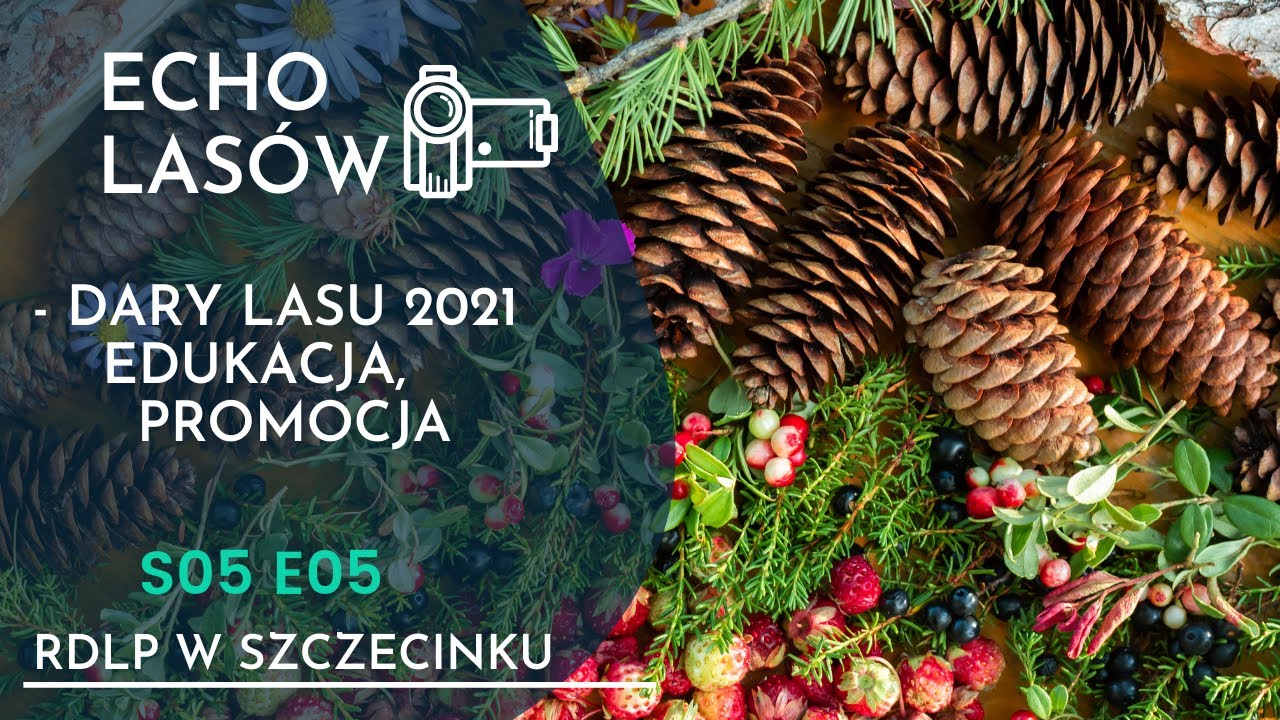 Dary lasu 2021 - Echo las&oacute;w S05E05.