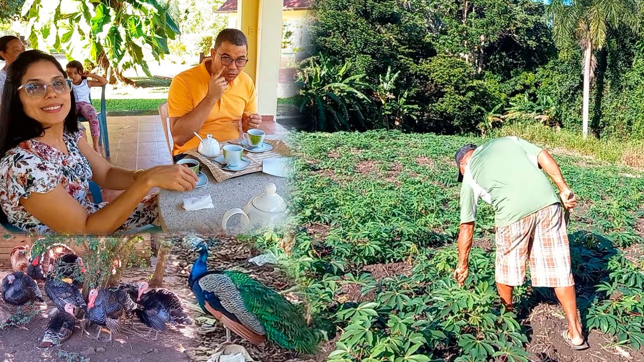 Rafael tienes todo tipos de aves en su patio y un hermoso Conuco, la vida del campo es saludable