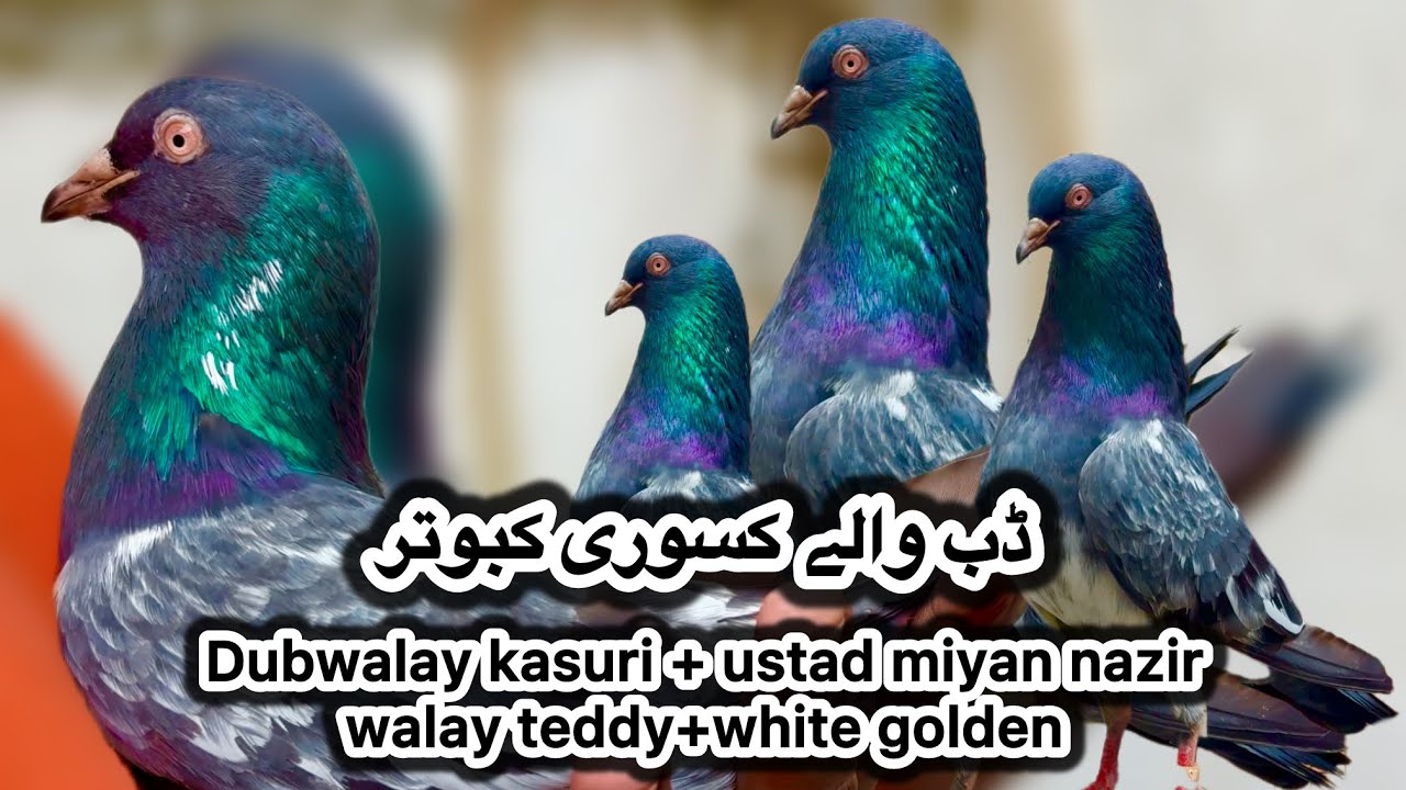 Ustad zafer walay dubwalay kasuri kabooter + white golden + sialkoti 35 walay + miyan walay teddy