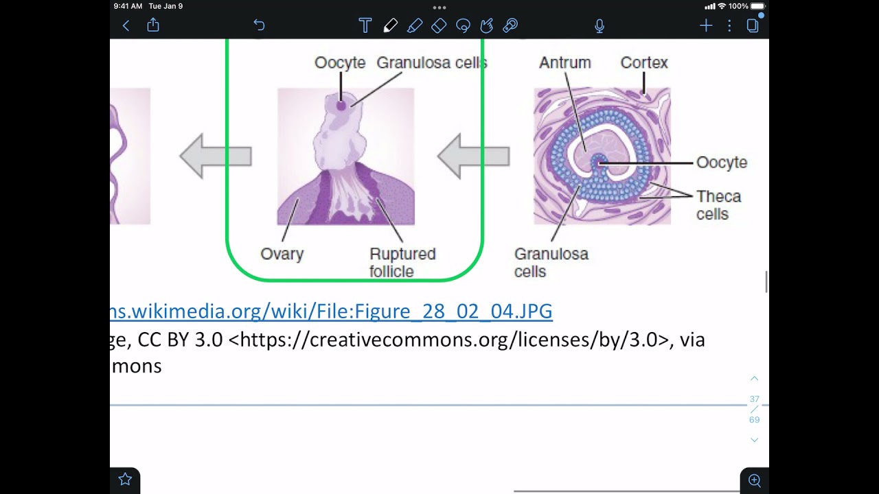F2021 Folliculogenesis