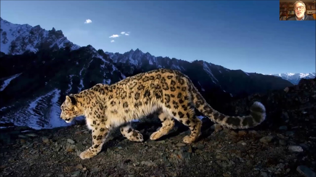 MIQUEL RAFA: LEOPARDO DE LAS NIEVES, EL FANTASMA DE LOS HIMALAYAS