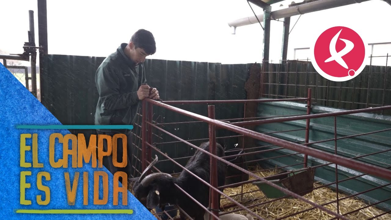 Jose protege a los chivos recién nacidos de la lluvia | El campo es vida