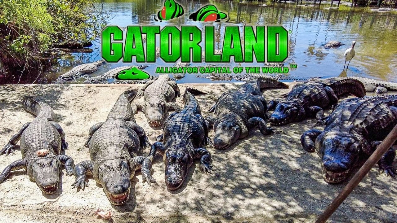Why Gatorland Orlando is TOTALLY Worth Doing!