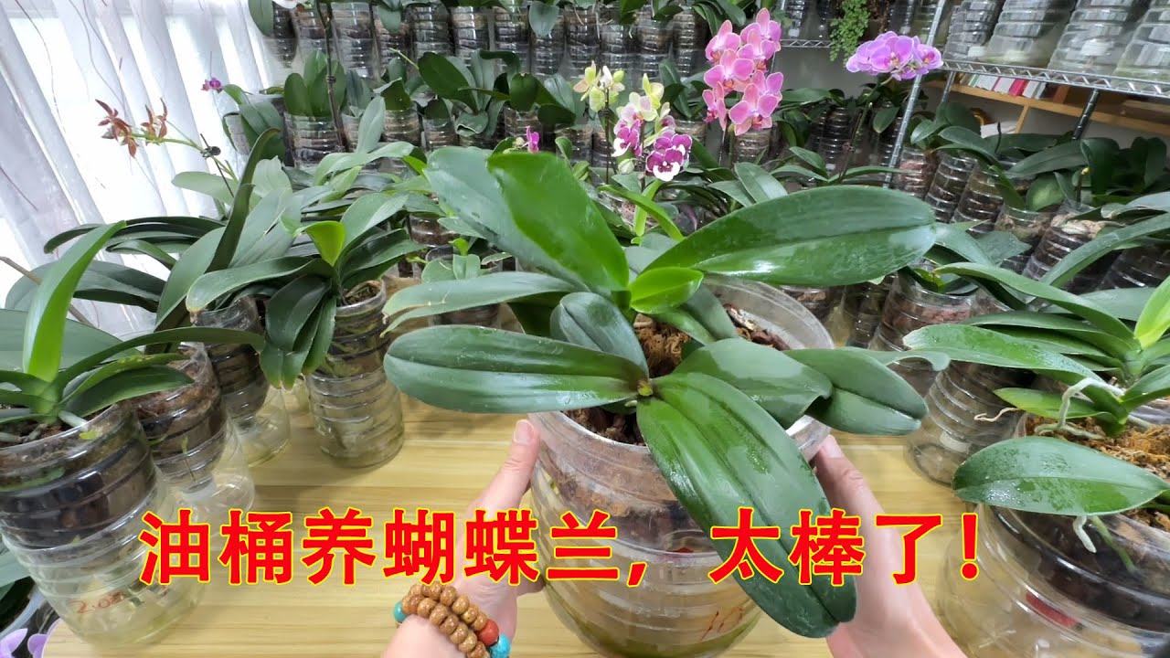 家里的油桶别扔，做花盆养蝴蝶兰，又省钱又省心！（阿涛养花249期）