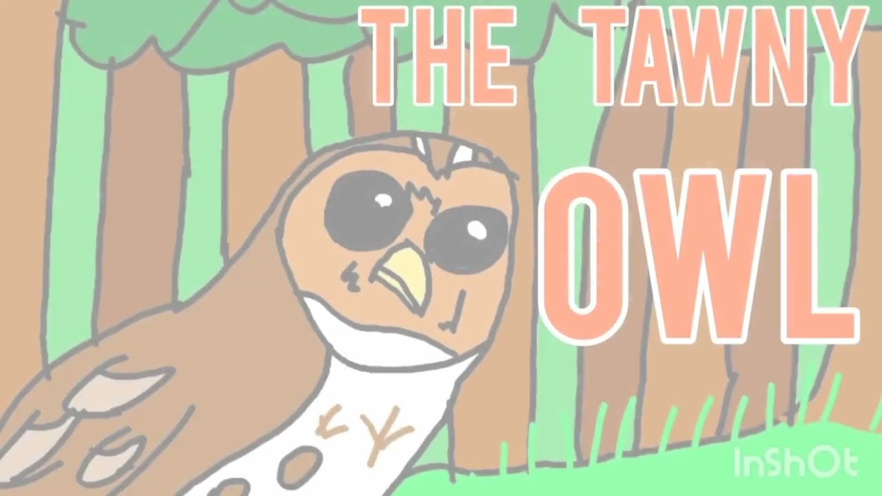 The Tawny owl 🦉 BIRD FACT VIDEO 🦉