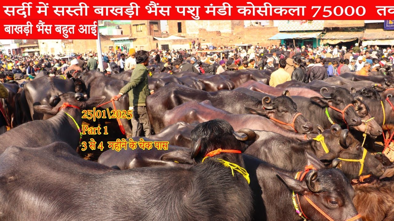 25/01/2026 सर्दी में सस्ती हुई बाखड़ी भैंसबाखडी ही बाखड़ी 3 से 4 महीने की चेक पास बहुत बाखडी भैंस आई