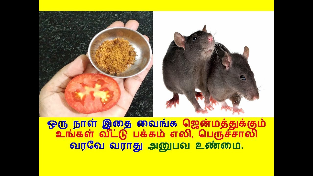ஒரு நாள் இதை வைங்கஉங்கள் வீட்டு பக்கம் எலி, பெருச்சாலி வரவே வராது அனுபவ உண்மை.