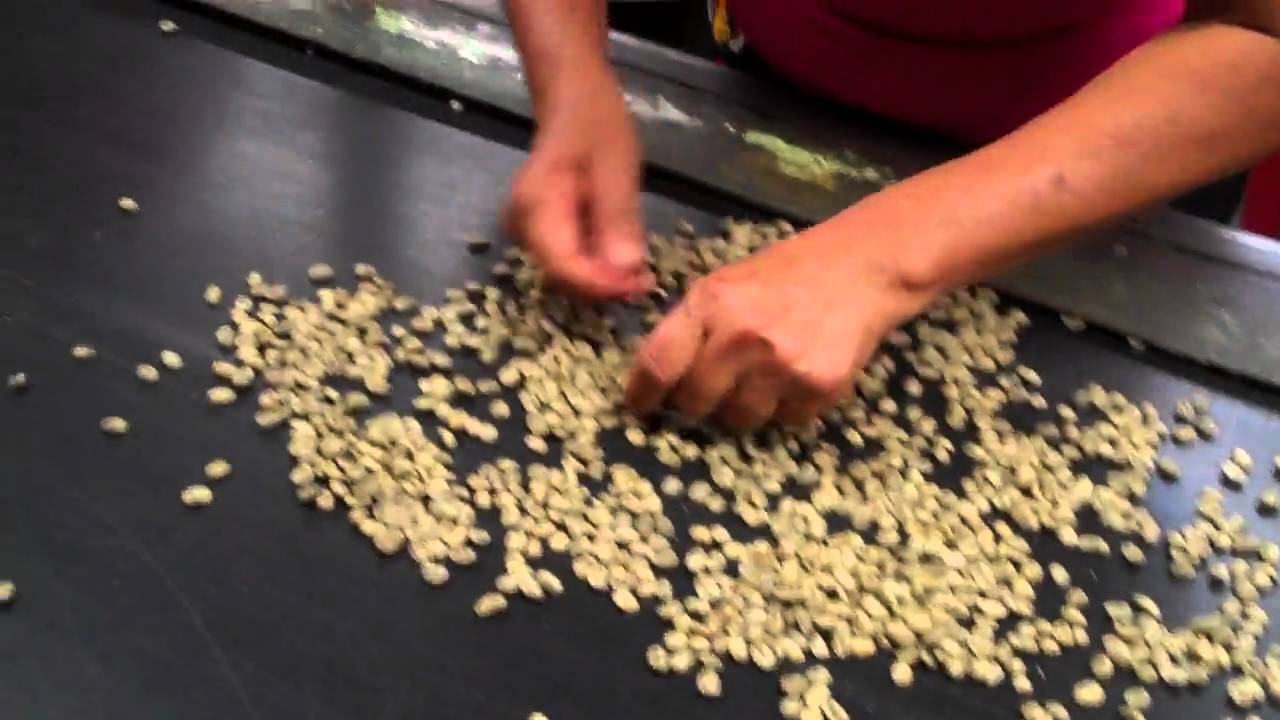 hiqsorting1.mp4