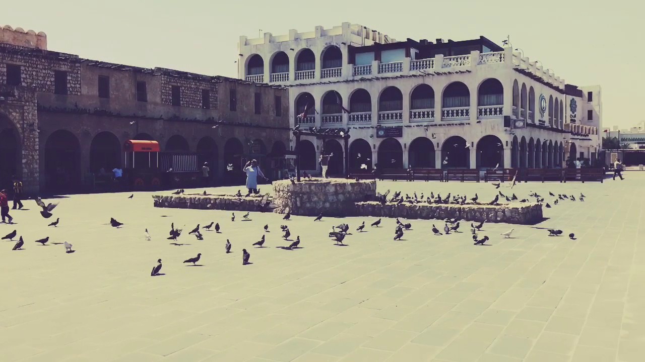 Pigeons in Doha