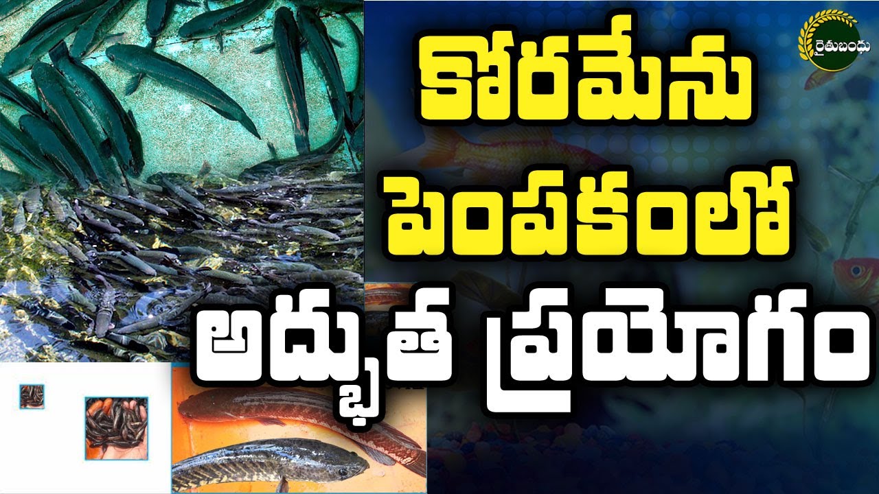 కొరమేను చేపల పెంపకంలో అద్భుత ప్రతిభ.. | Korameenu Fish Farming | | Rythu Bandhu