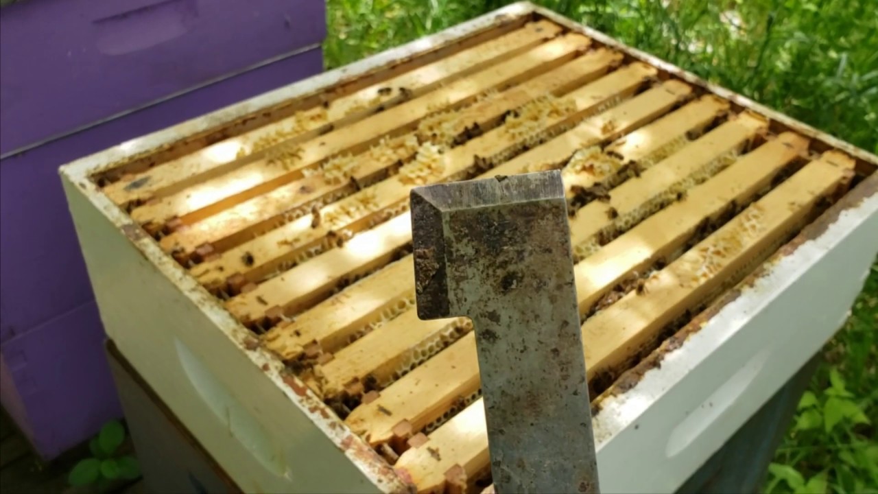 Using a Hive Tool