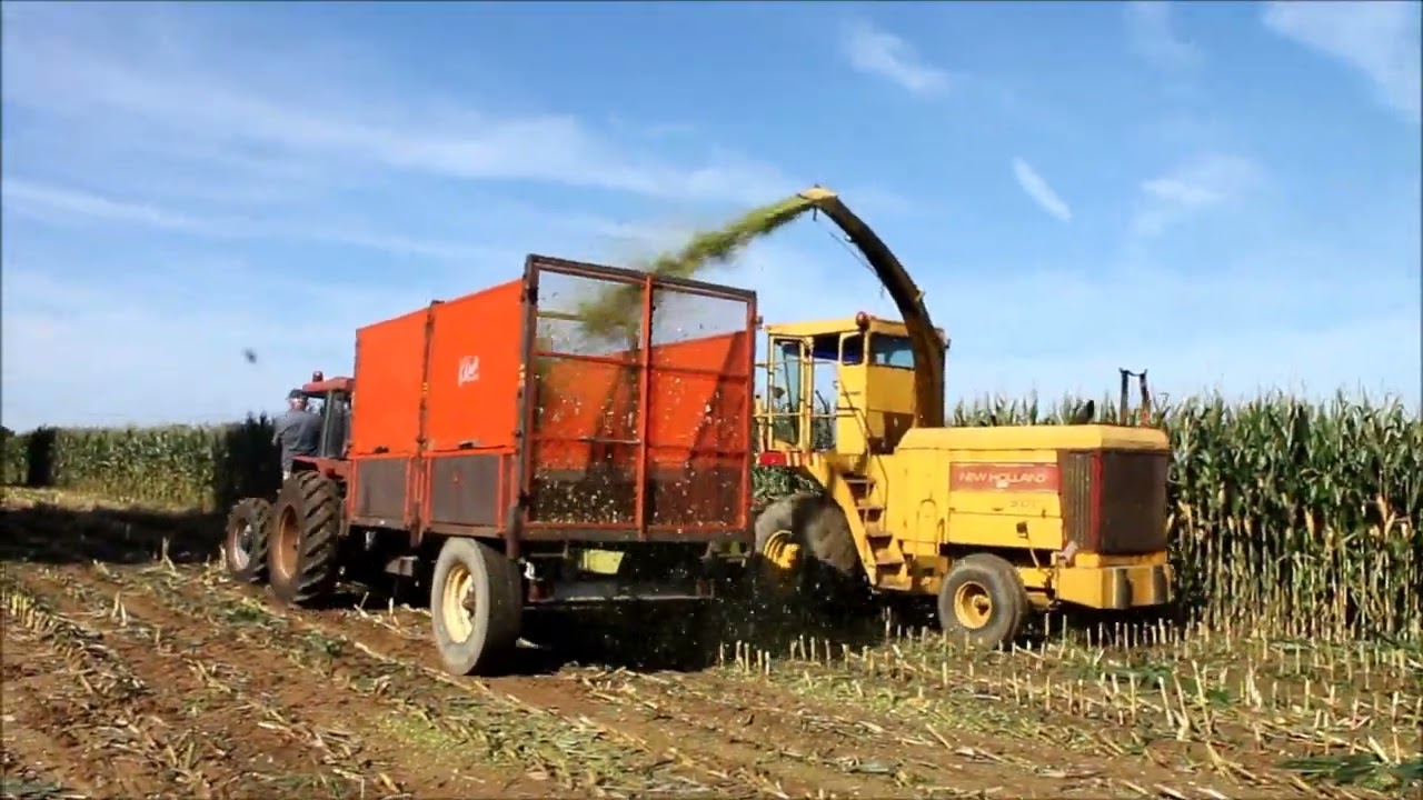 Ensilage de maïs à l'ancienne, chez Laurent, de Ste Colombe, 2023.