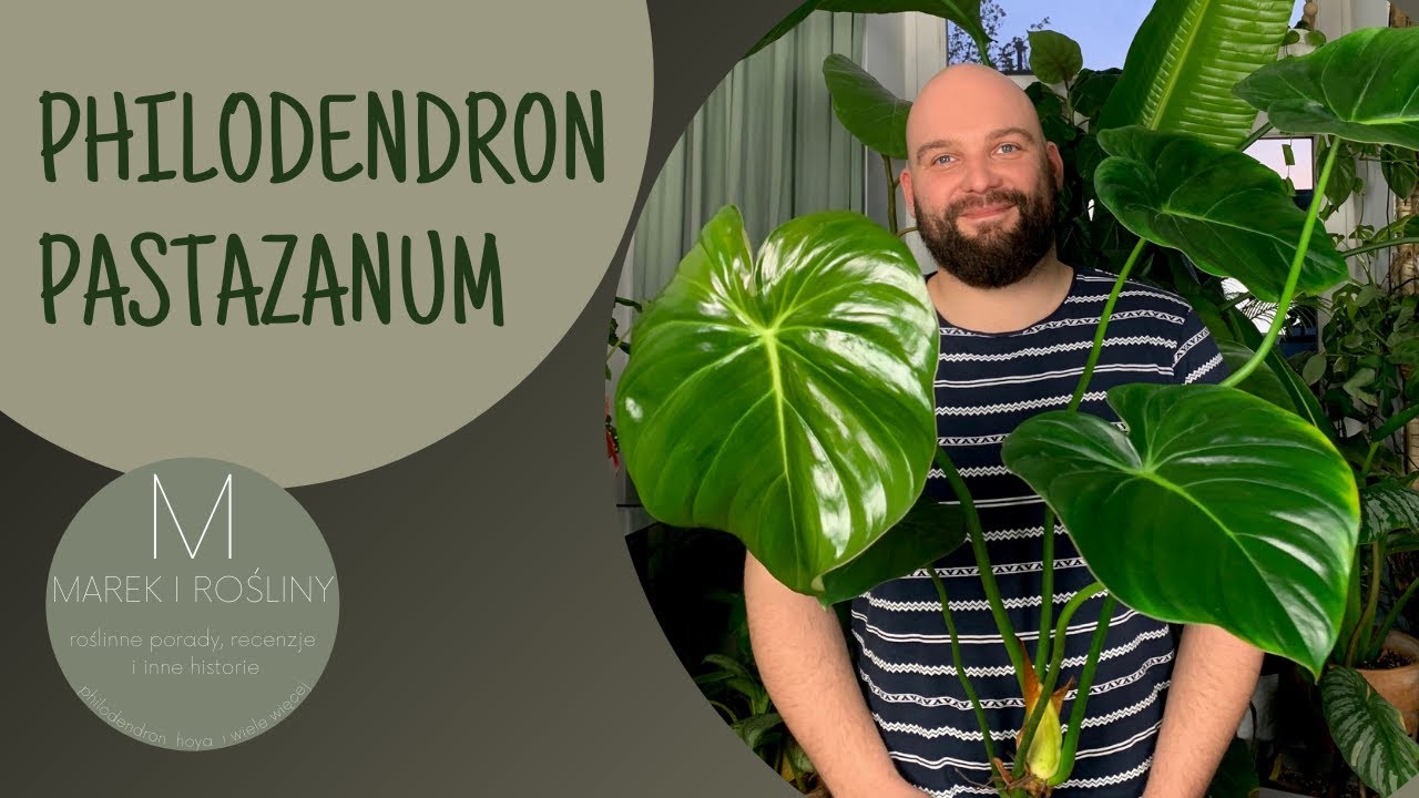 Phiodendron pastazanum