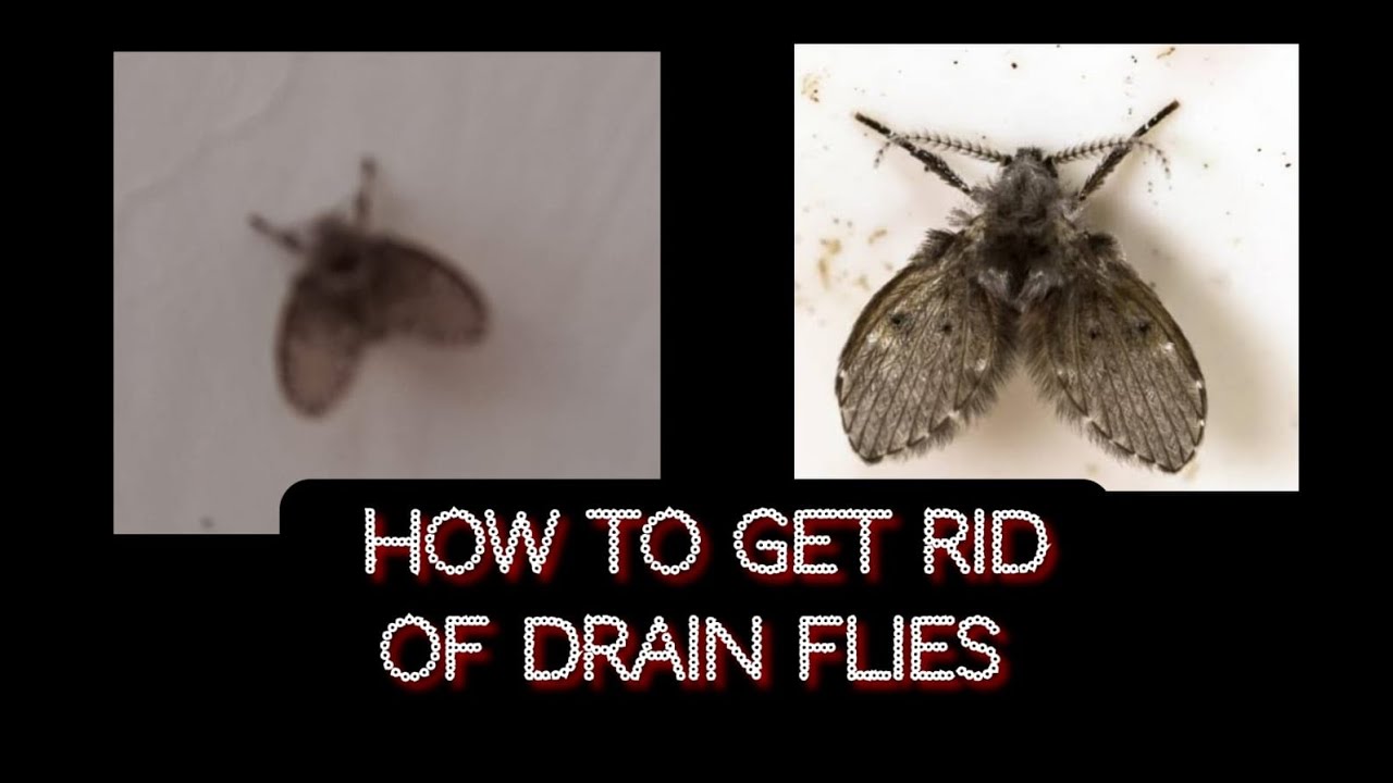 How to get rid of drain flies / drain fly / sink flies