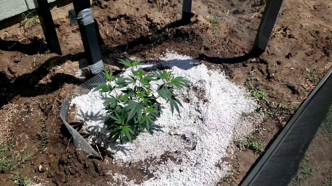 Outdoor Cannabis 101 / Grease monkey strain
