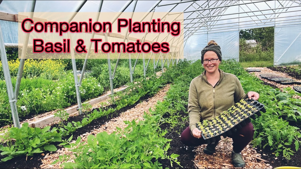 Companion Planting Basil & Tomatoes | PNW Zone 8b