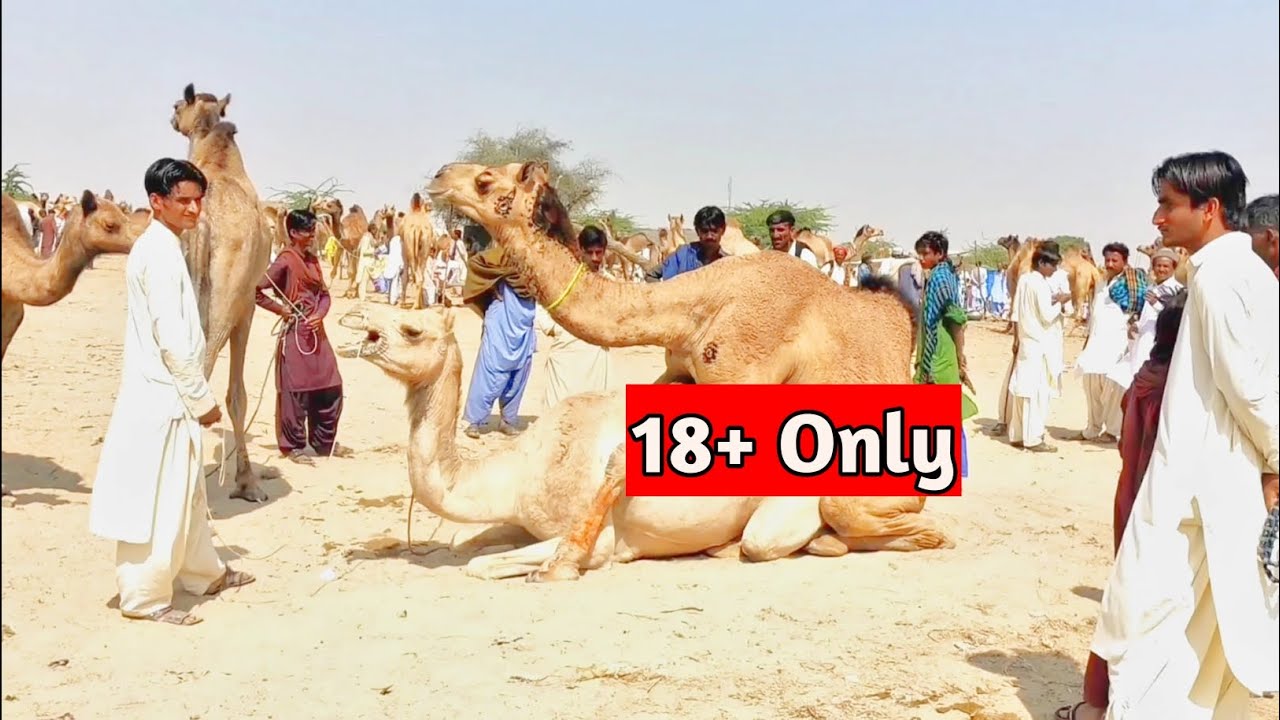 Camels Love.