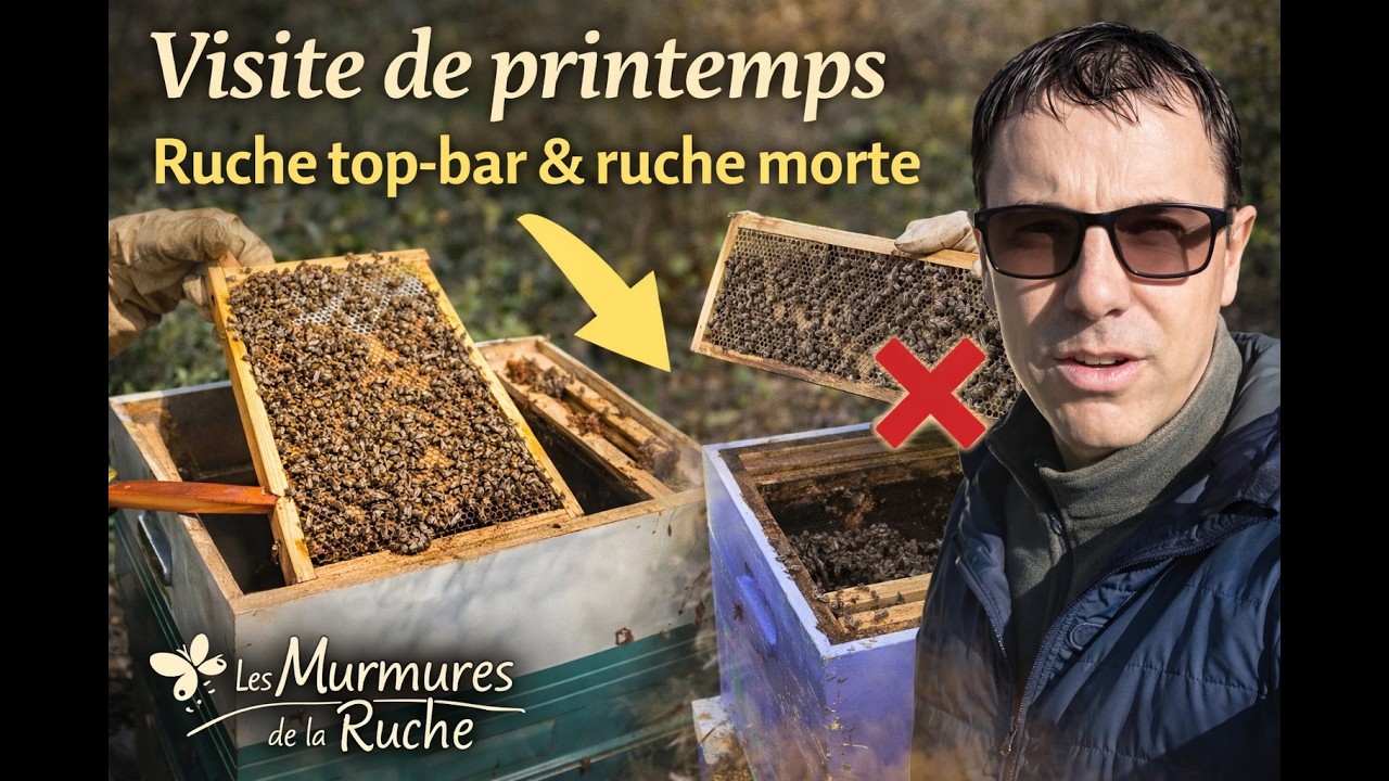 Visite de printemps : une ruche incroyable… et une mauvaise surprise