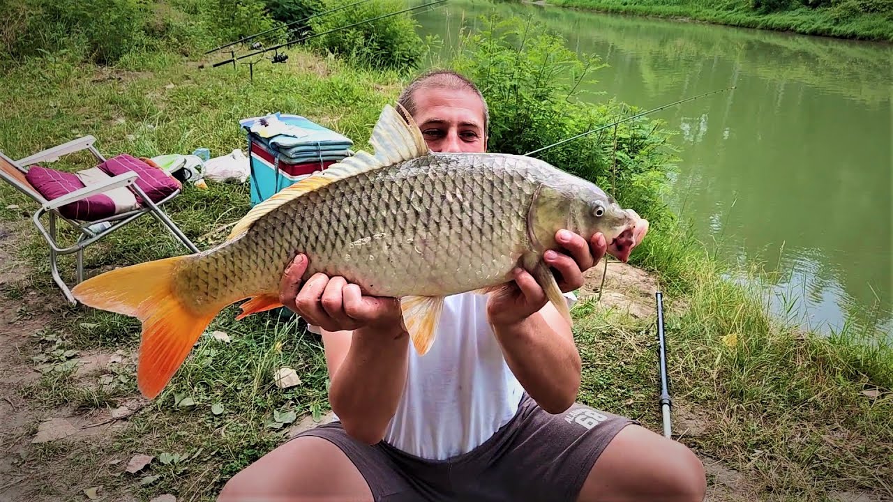 Feeder pecanje i pecanje šarana na Tamišu po kišurdi i grmljavini | Carp fishing - feeder fishing