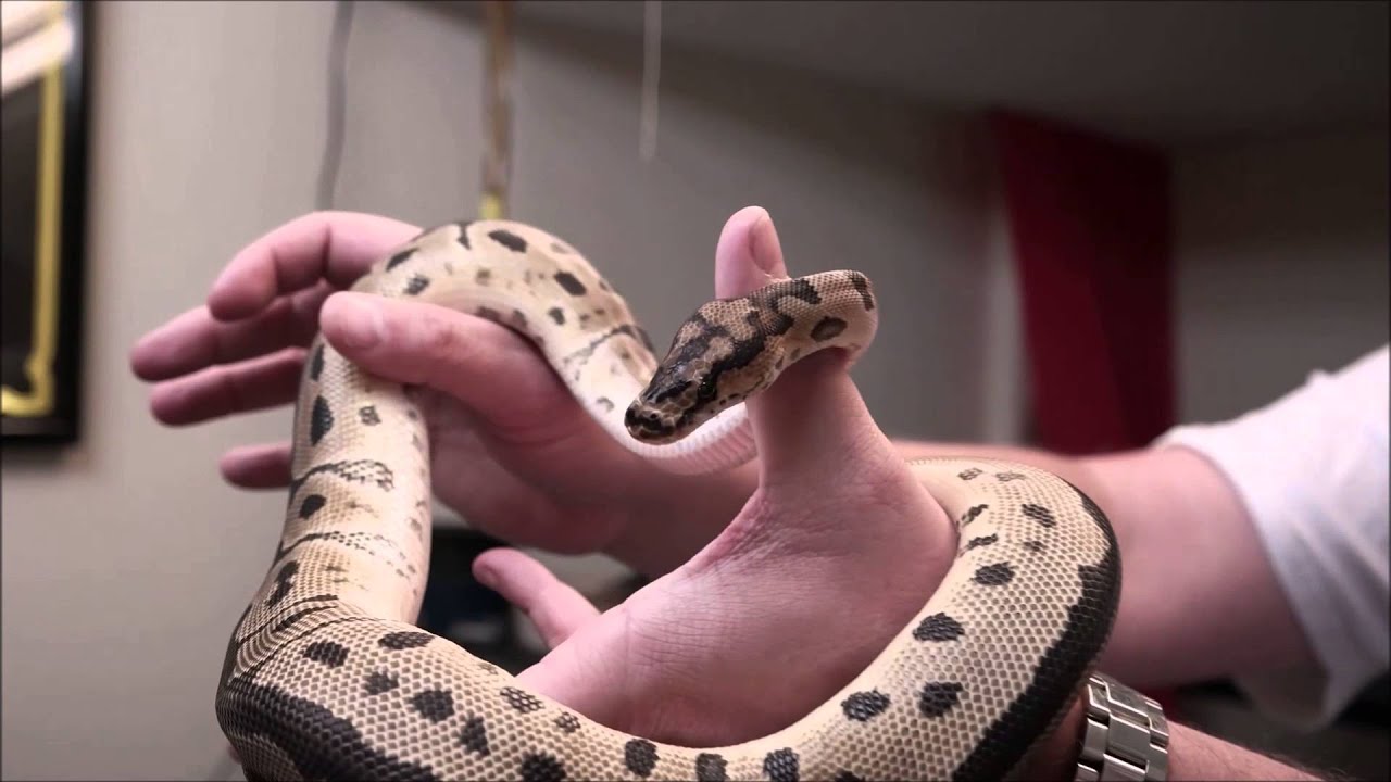 Ball Python Morphs #14 Clown