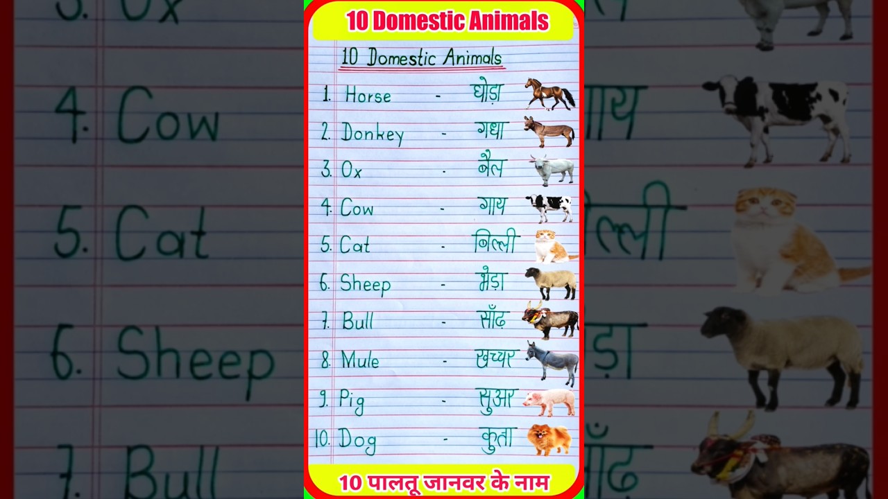 10 Pet Animal Names | Domestic Animals | Pet Animals Name in English and Hindi | 10 Paltu Janwar