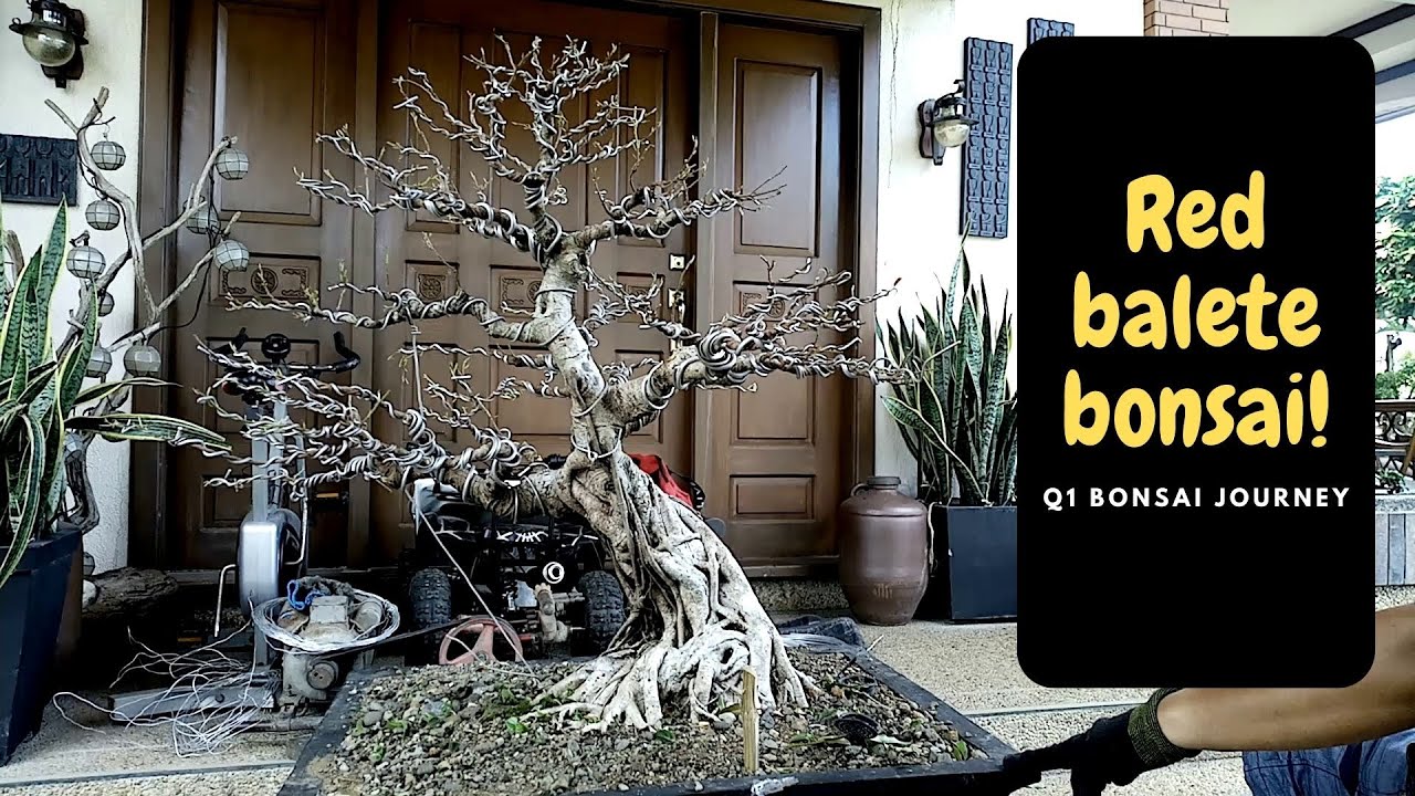 HOW TO MAKE RED BALETE BONSAI / FICUS CONCINNA