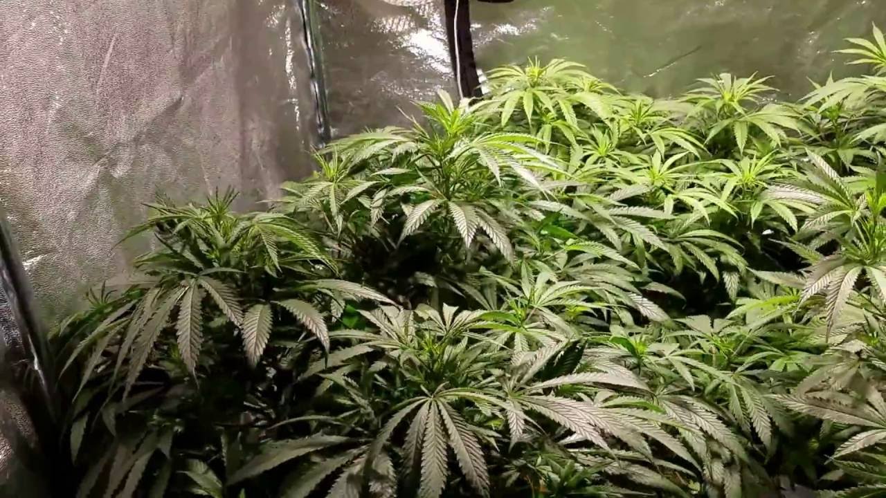 2016 LEC GROW.  Getting ready for the Great Outdoors