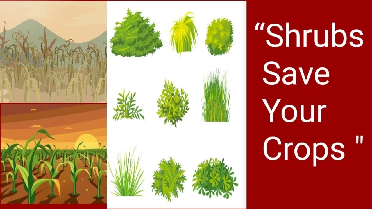 Benefits of keeping shrub's in your Field l How 