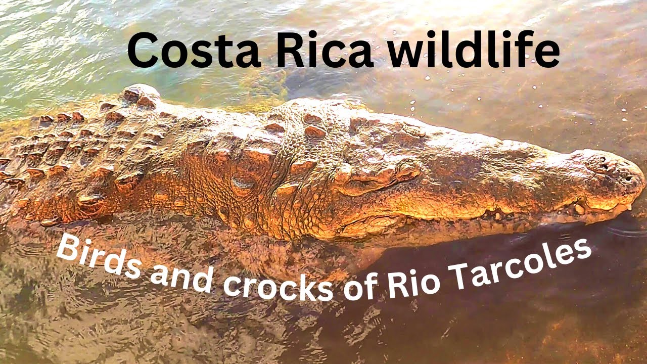Costa Rica traveling. Wildlife Safari on Tarcoles River. Things to do in Jaco. 4K.